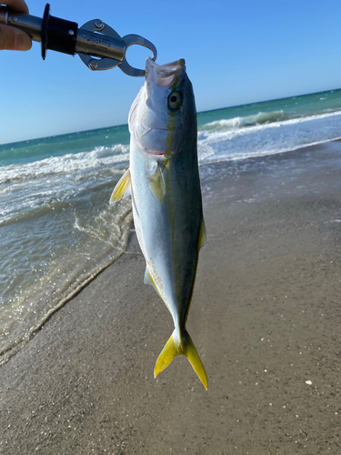 イナダの釣果