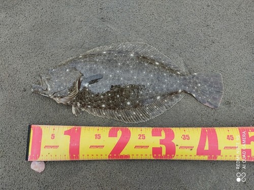 ヒラメの釣果