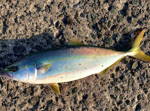 ハマチの釣果