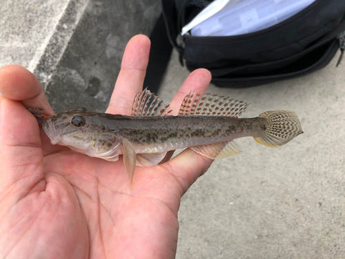 マハゼの釣果