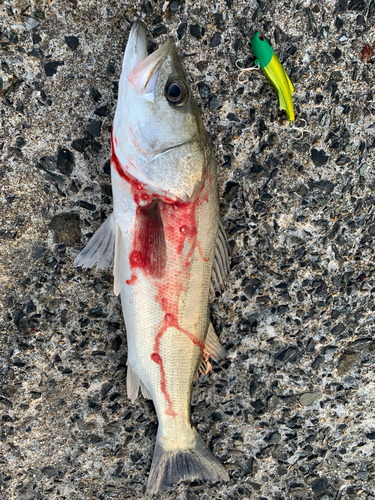 シーバスの釣果