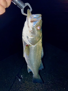 フッコ（マルスズキ）の釣果