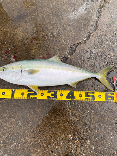 イナダの釣果