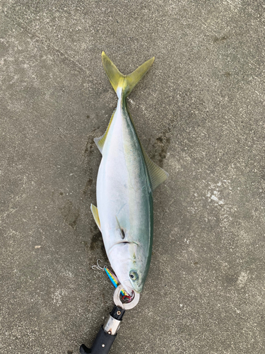 イナダの釣果