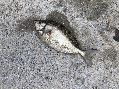 アイゴの釣果