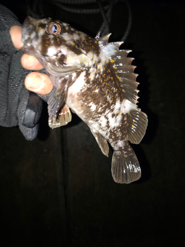 オウゴンムラソイの釣果