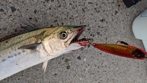 サゴシの釣果