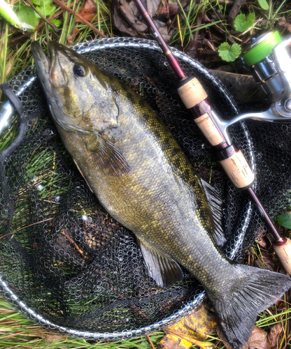 スモールマウスバスの釣果