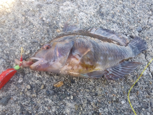 オハグロベラの釣果