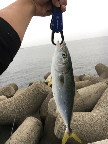 ツバスの釣果