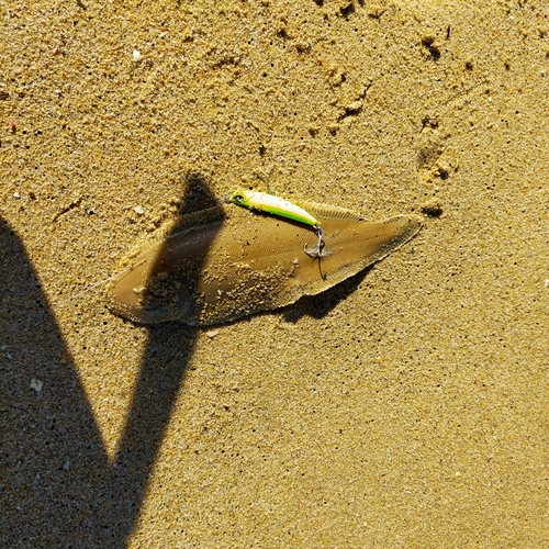 シタビラメの釣果