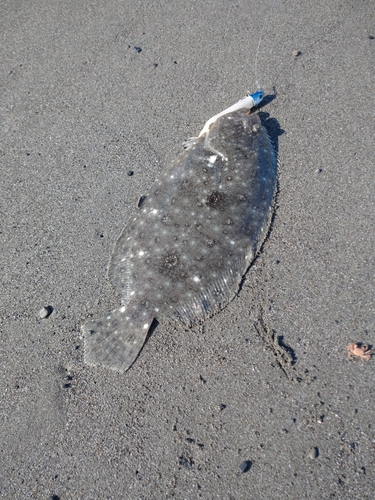 ガンゾウビラメの釣果