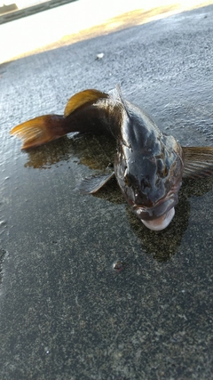 アイナメの釣果