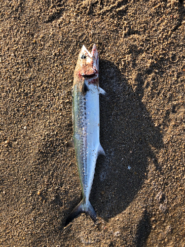 サゴシの釣果