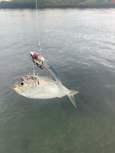 コノシロの釣果