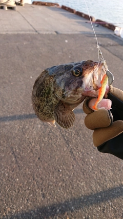 クロソイの釣果