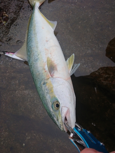 イナダの釣果