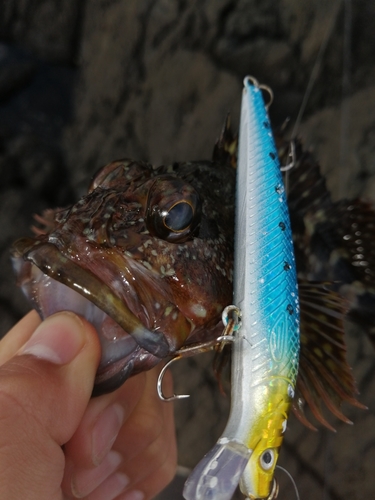 セイゴ（タイリクスズキ）の釣果