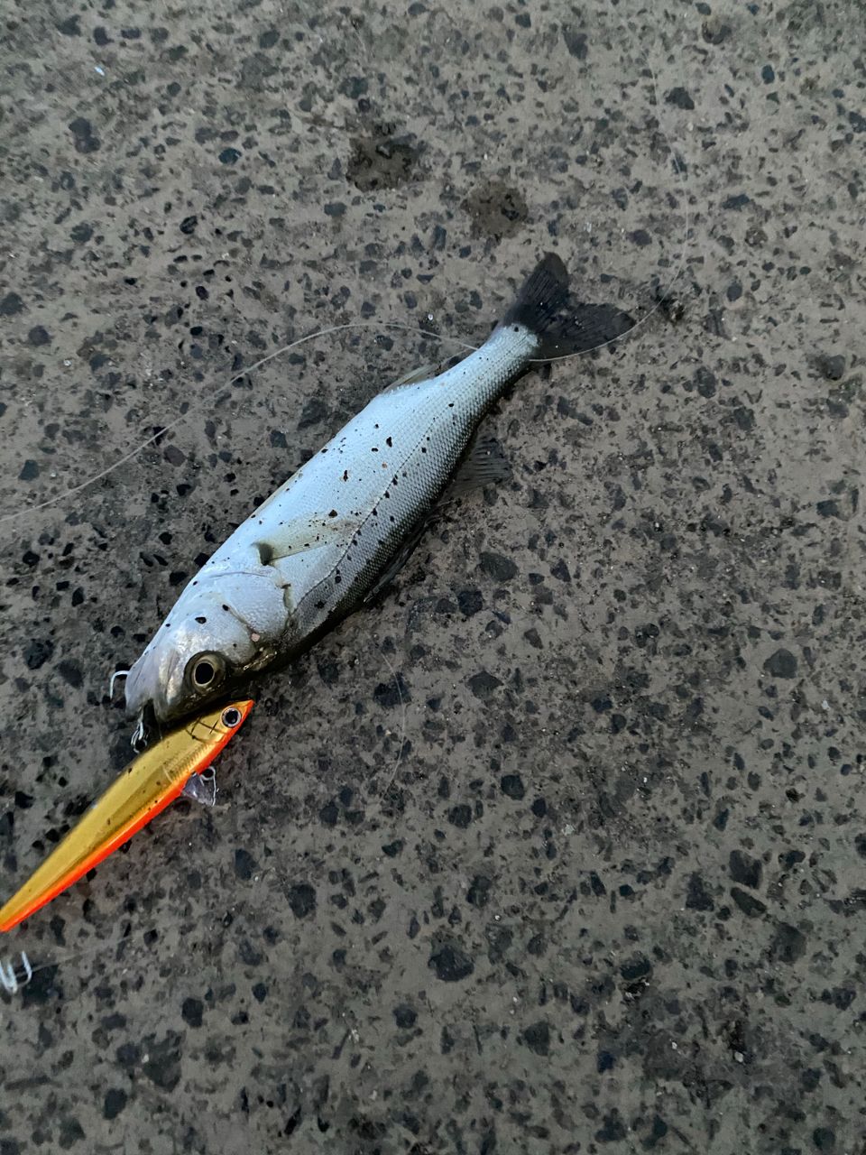 セイゴ（マルスズキ）