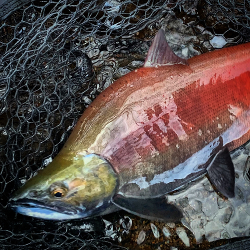 ヒメマスの釣果