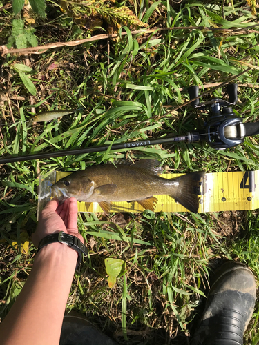 スモールマウスバスの釣果