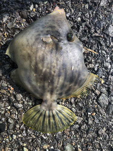 カワハギの釣果