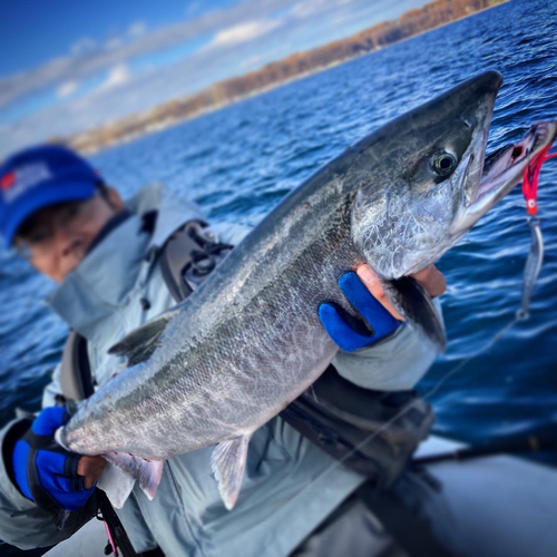 サケの釣果