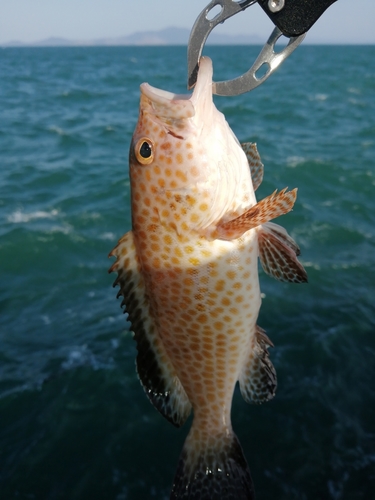 オオモンハタの釣果