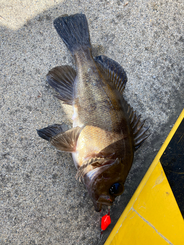 アカメバルの釣果