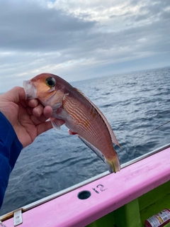 アマダイの釣果