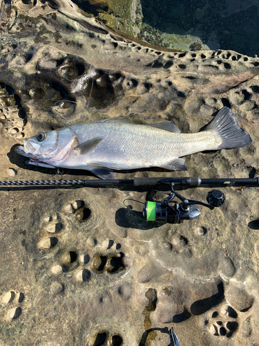 ヒラスズキの釣果