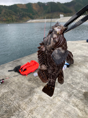 クロソイの釣果