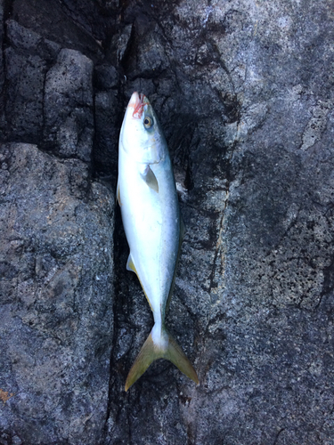 ツバスの釣果