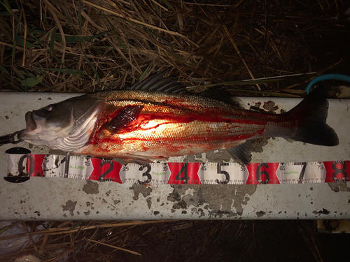 シーバスの釣果