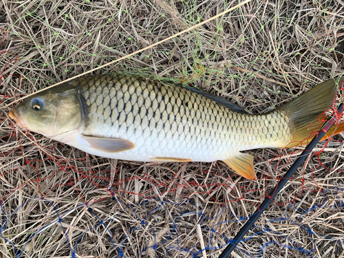 コイの釣果