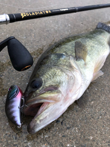 ブラックバスの釣果