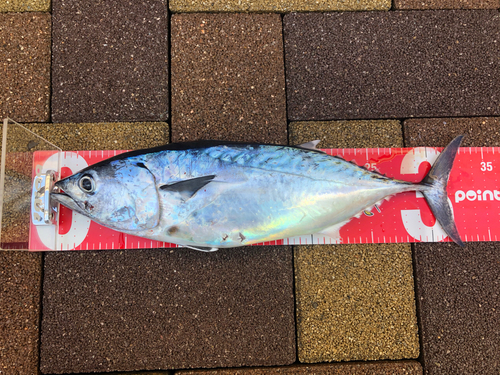 ソウダガツオの釣果