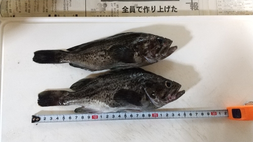 クロソイの釣果