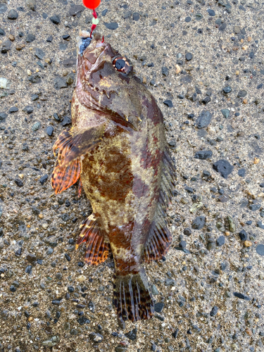 ヨロイメバルの釣果