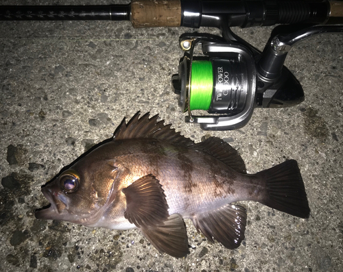 メバルの釣果