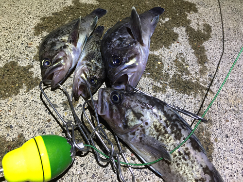 クロソイの釣果