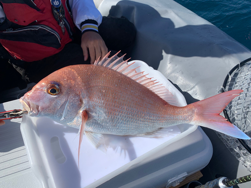 マダイの釣果