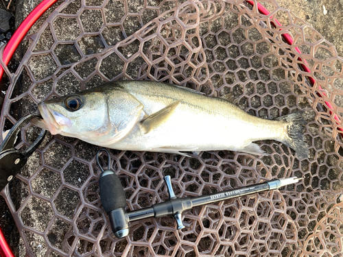 フッコ（マルスズキ）の釣果