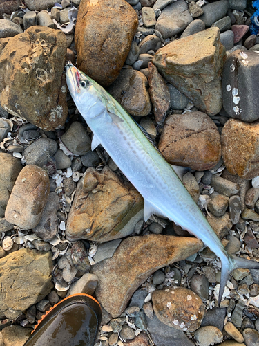 サゴシの釣果