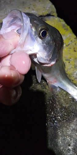 セイゴ（タイリクスズキ）の釣果