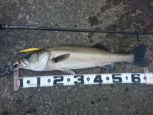 シーバスの釣果