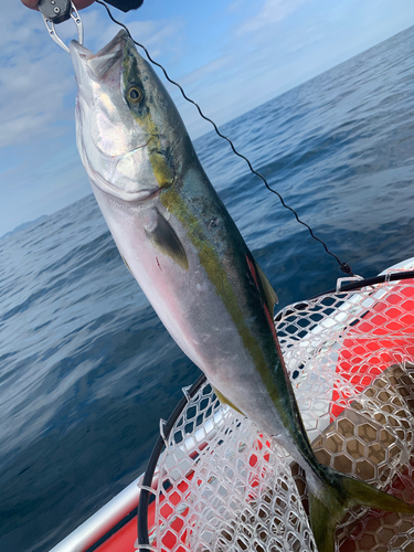 ワラサの釣果