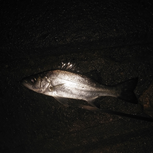 セイゴ（マルスズキ）の釣果