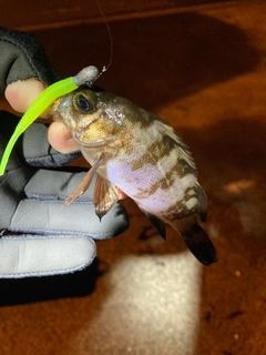 シロメバルの釣果