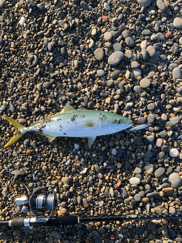 ハマチの釣果